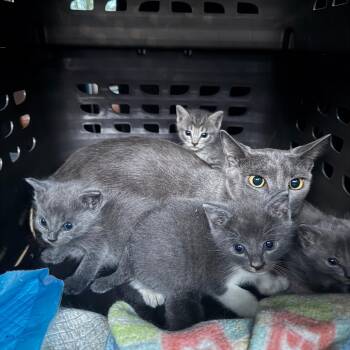 Reba -  Russian Blue Cat for Adoption in Fort Lauderdale, Florida - Reba | PetCurious