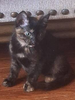 Domestic Short Hair Cats Available for Adoption in Wheaton, Illinois - Anna (Bonded With Angela) | PetCurious