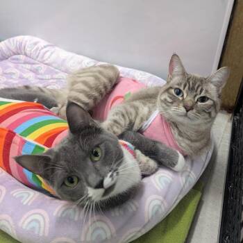 Biscuit -  Domestic Short Hair Cat for Adoption in Puslinch, Ontario - Biscuit | PetCurious