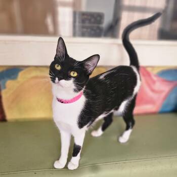 Rescue Domestic Short Hair Cats for Adoption in Laredo, Texas - Manola | PetCurious