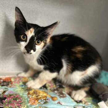-Prue -  Calico and Domestic Medium Hair Cat for Adoption in Red Bluff, California - -Prue | PetCurious