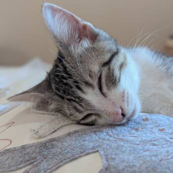 Rescue Domestic Short Hair Cats for Adoption in Lakewood, California - Udon | PetCurious