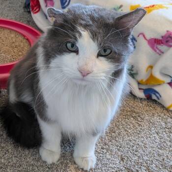 Domestic Long Hair Cats Available for Adoption in Layton, Utah - Moose | PetCurious