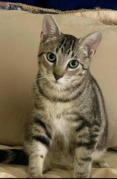 Rescue Tabby Cats for Adoption - Buddy | PetCurious