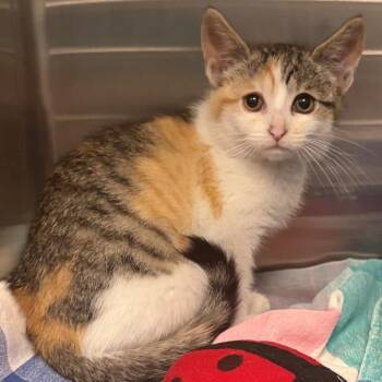 Butterfly -  Domestic Short Hair Cat for Adoption in East Hanover, New Jersey - Butterfly | PetCurious