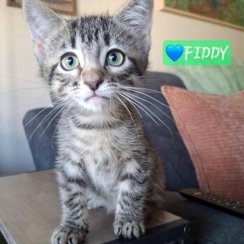 Adoption Event, Saturday 8/22 -  Ragdoll and Russian Blue Cat for Adoption in Yorba Linda, California - Adoption Event, Saturday 8/22 | PetCurious