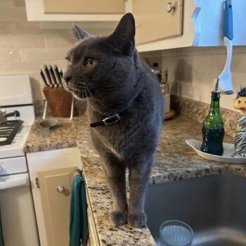 Little -  Domestic Short Hair Cat for Adoption in Queenstown, Maryland - Little | PetCurious
