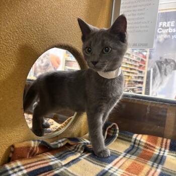 Florence -  Domestic Short Hair Cat for Adoption in Harrisonburg, Virginia - Florence | PetCurious