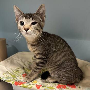 Solitaire -  Domestic Short Hair Cat for Adoption in Chattanooga, Tennessee - Solitaire | PetCurious