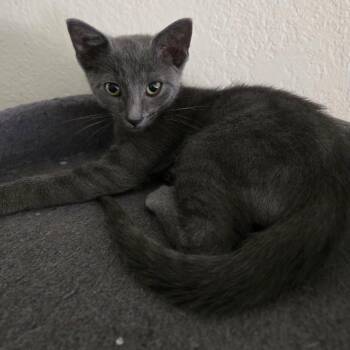 Slate -  Domestic Short Hair Cat for Adoption in Titusville, Florida - Slate | PetCurious