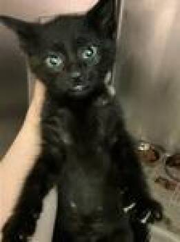 Orion -  Domestic Short Hair Cat for Adoption in Heathsville, Virginia - Orion | PetCurious