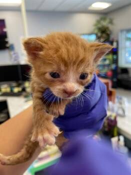 Domestic Short Hair Cats Available for Adoption in Palmetto, Florida - PUMPKIN | PetCurious