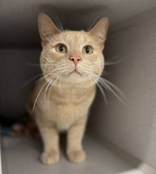 Rescue Domestic Short Hair Cats for Adoption in Sheboygan, Wisconsin - Charlie | PetCurious