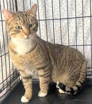 Domestic Short Hair Cats Available for Adoption - Gerry | PetCurious