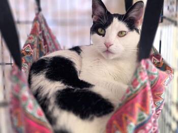 Charo -  Domestic Short Hair Cat for Adoption in Great Neck, New York - Charo | PetCurious