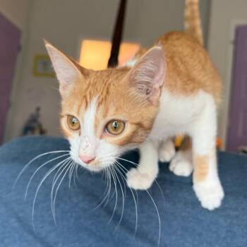 Fox -  Domestic Short Hair Cat for Adoption in Daphne, Alabama - Fox | PetCurious