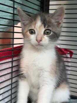 RALLIDAE -  Domestic Short Hair Cat for Adoption in Hagerstown, Maryland - RALLIDAE | PetCurious