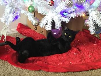Rescue Domestic Short Hair Cats for Adoption in Colorado Springs, Colorado - BAGHERA | PetCurious