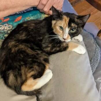 Tortoiseshell Cats Available for Adoption in Flagstaff, Arizona - Zina | PetCurious