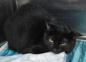 ANNIE -  Domestic Short Hair Cat for Adoption in Sarasota, Florida - ANNIE | PetCurious