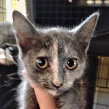Sprite -  Domestic Short Hair Cat for Adoption in Grantsville, Utah - Sprite | PetCurious