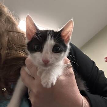 Domestic Short Hair Cats Available for Adoption in Enfield, New Hampshire - Ms. Shoe | PetCurious