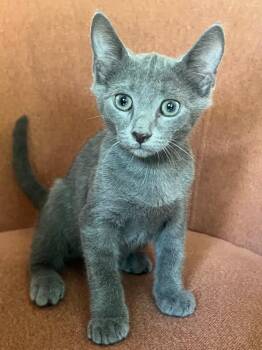 Louis -  Domestic Short Hair Cat for Adoption in Evans, Georgia - Louis | PetCurious