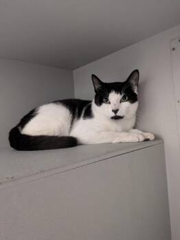 Domestic Short Hair Cats Available for Adoption in Louisburg, North Carolina - Domino | PetCurious