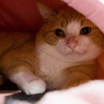 Tabby Cats Available for Adoption in Toronto, Ontario - Scotty | PetCurious