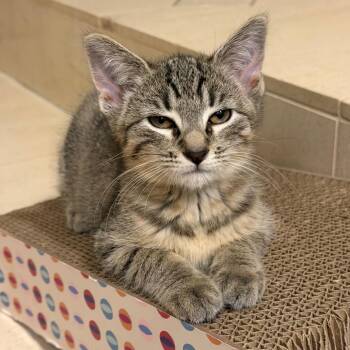 Lucy -  Domestic Short Hair Cat for Adoption in Hampton Bays, New York - Lucy | PetCurious