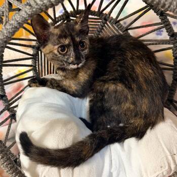 Amber -  Domestic Short Hair Cat for Adoption in Lewisville, Texas - Amber | PetCurious