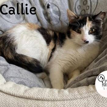 Callie -  Domestic Short Hair Cat for Adoption in Washington, Pennsylvania - Callie | PetCurious