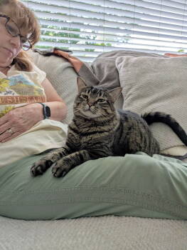 Rescue Domestic Short Hair and Tabby Cats for Adoption in Council Bluffs, Iowa - Piper -- (mp) | PetCurious