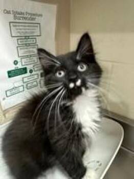 Ernie -  Domestic Medium Hair Cat for Adoption in Manitowoc, Wisconsin - Ernie | PetCurious