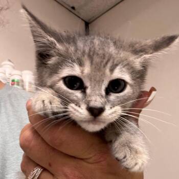 Domestic Short Hair Cats Available for Adoption in Lake Jackson, Texas - Venti | PetCurious
