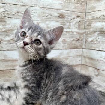Calder -  Domestic Short Hair Cat for Adoption in Lexington, Kentucky - Calder | PetCurious