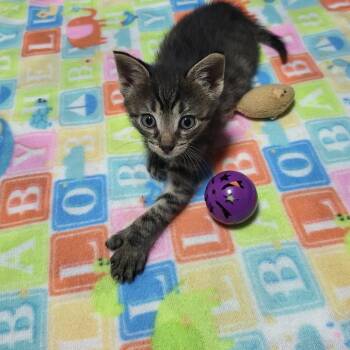 Paddles -  Domestic Short Hair Cat for Adoption in South Miami, Florida - Paddles | PetCurious