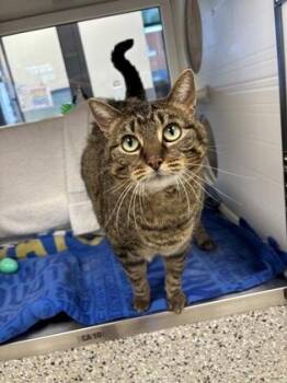 Domestic Short Hair Cats Available for Adoption in Kansas City, Missouri - Bella | PetCurious