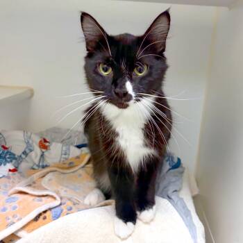 Jupiter -  Domestic Medium Hair and Domestic Short Hair Cat for Adoption in Woodinville, Washington - Jupiter | PetCurious