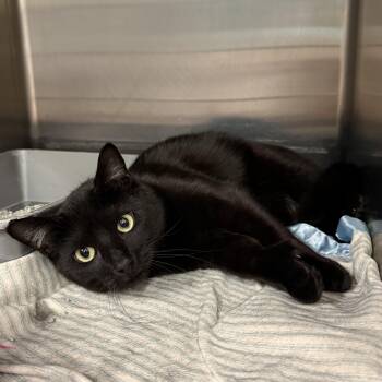 Domestic Short Hair Cats Available for Adoption in Exeter, Rhode Island - Jeter | PetCurious