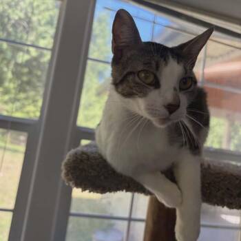 Perdita -  Domestic Short Hair Cat Available for Adoption in Belfair, Washington - Perdita | PetCurious