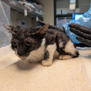 Cloud -  Domestic Short Hair Cat for Adoption in Pasadena, California - Cloud | PetCurious
