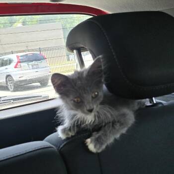 Magic Michelle -  Domestic Medium Hair Cat for Adoption in Greensboro, North Carolina - Magic Michelle | PetCurious