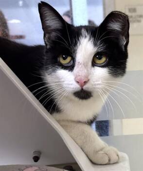 HAMMERHEAD -  Domestic Short Hair Cat for Adoption in Dedham, Massachusetts - HAMMERHEAD | PetCurious