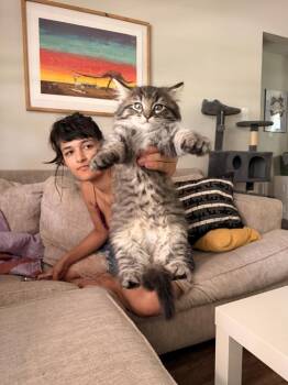 Friendship -  Domestic Long Hair Cat for Adoption in Topeka, Kansas - Friendship | PetCurious
