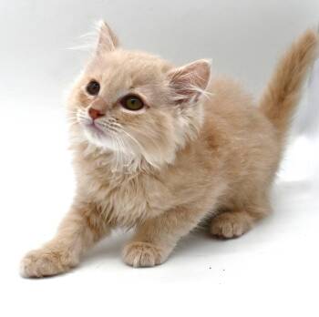 Butterscotch -  Domestic Long Hair Cat for Adoption in Mobile, Alabama - Butterscotch | PetCurious