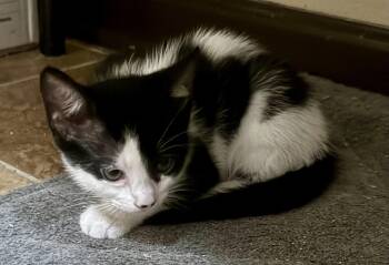 Laney -  Domestic Short Hair and Oriental Short Hair Cat for Adoption in Pensacola, Florida - Laney | PetCurious