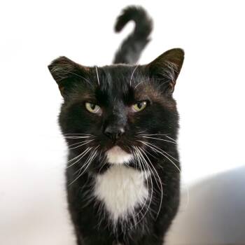 Collins -  Domestic Short Hair Cat for Adoption in Lone Rock, Wisconsin - Collins | PetCurious