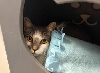 Orly -  Domestic Short Hair Cat for Adoption in Hudson, New Hampshire - Orly | PetCurious