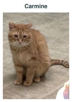 Carmine -  Domestic Short Hair Cat for Adoption in Richland Center, Wisconsin - Carmine | PetCurious